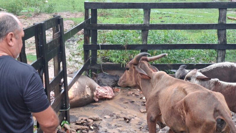 LADRÃO MATA VACA PARA FURTAR CARNE EM ITACOATIARA
