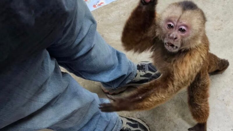 Macaco invade loja, causa caos e devora lanches antes de ser capturado