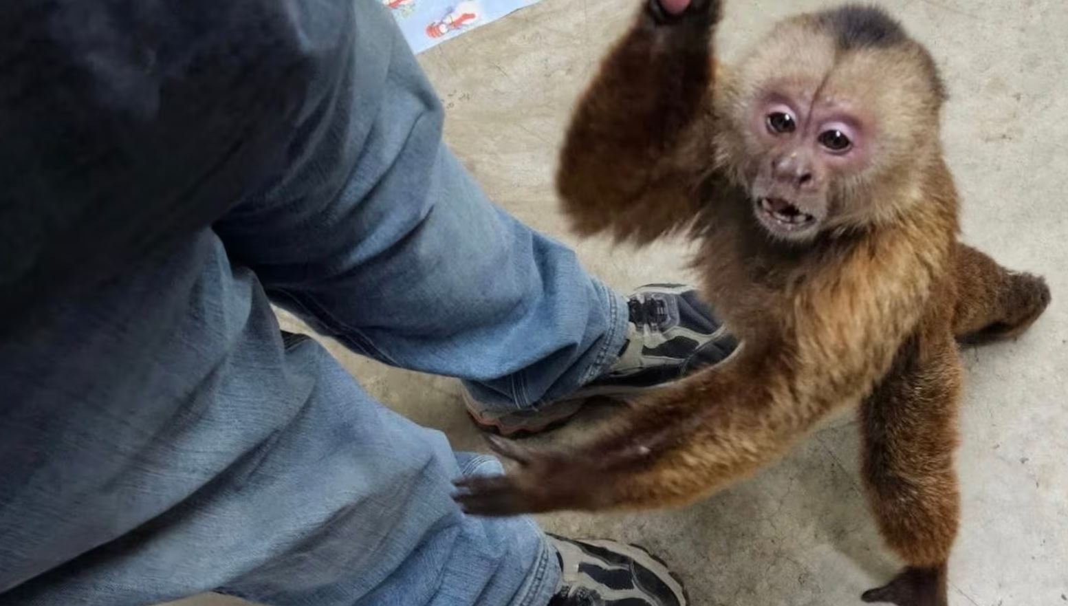 Macaco invade loja, causa caos e devora lanches antes de ser capturado